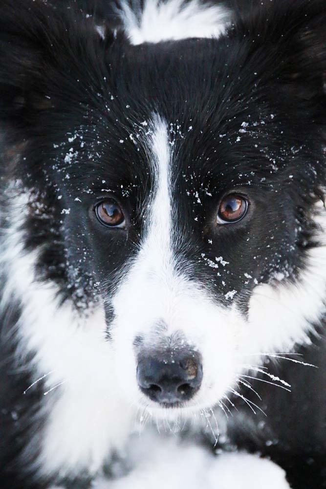 Hunde-Portrait On Location